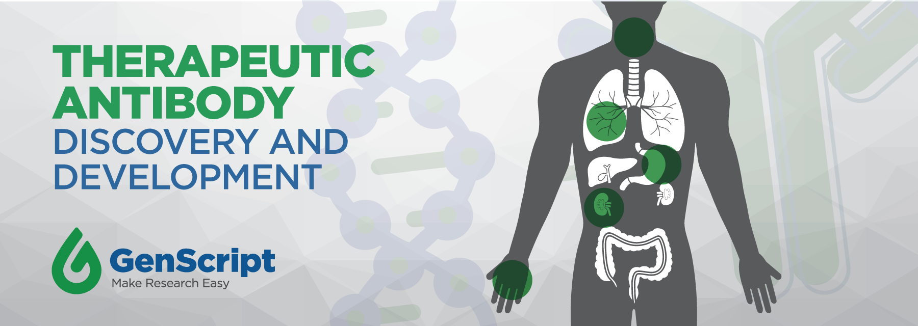 Therapeutic Antibody Discovery And Development